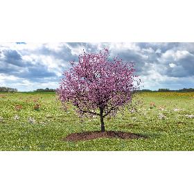 3D model Flowering Cherry Tree